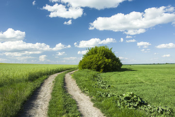 Green fields, road and shrubs
