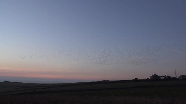 Amazing starling murmuration at Lizard Point in England