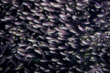 Red sea fishes