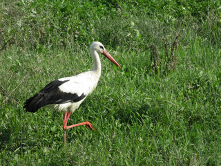 White stork walking in a green grass on a swamp. Stork (Ciconia ciconia) in the wild nature