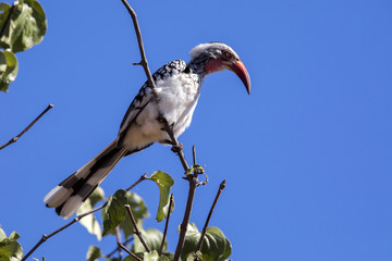 Red-billed Hornbill, Tockus erythrorhynchus, Chobe National Park, Botswana