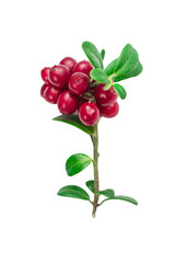 ripe and fresh cowberries or cranberries with leaves isolated on white background 