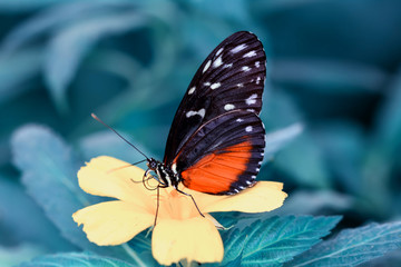 Closeup  beautiful butterfly  & flower in the garden.
