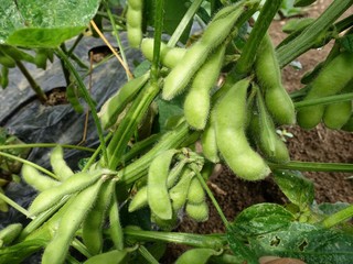 畑のエダマメ