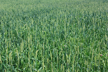 Spikes of wheat in the field