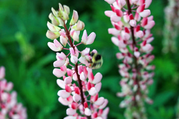 Flower with pink petals
