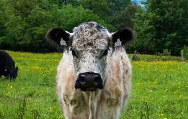 long-haired cow with cute clips on the green pasture in the summer