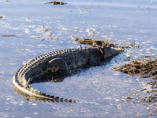 Nile Crocodile Crocodylus niloticus, Chobe National Park, Botswana