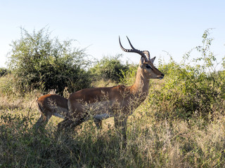 Male of Impala, Aepyceros melampus, Chobe National Park, Botswana