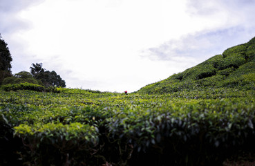 Tea Plantations farmer