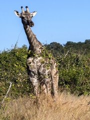 South African giraffe group, Giraffa giraffa giraffa, Chobe National Park, Botswana