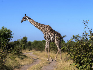 South African giraffe group, Giraffa giraffa giraffa, Chobe National Park, Botswana