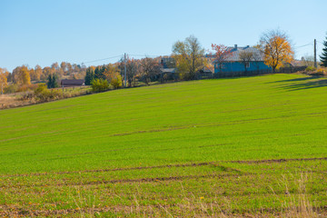 Green arable field