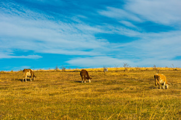 Cows grazing on meadow
