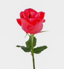 Fototapeta premium dark pink roses isolated on white background