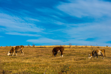 Obraz premium Cows grazing on meadow