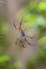 Red-legged Golden Orb-web Spider - Nephila inaurata, beautiful colored large spider from Madagascar forests.