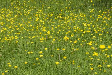 Buttercup meadow