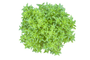Greek basil (minimum basilicum) isolated