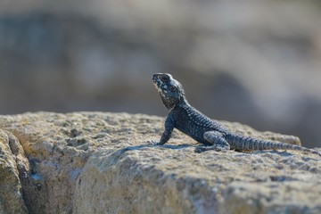 iguana