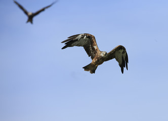 Red kite 1