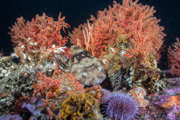 Puffadder shy-shark camouflaging itself on the reef between some Multicoloured sea fans.