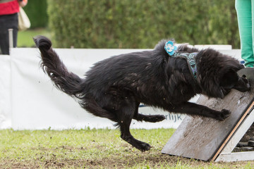 border collie dog in flyball contest in belgium