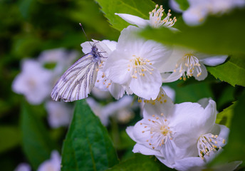 Butterfly aporia Crataegi on the flowers of Jasmine.