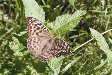 Fototapeta premium Бабочка