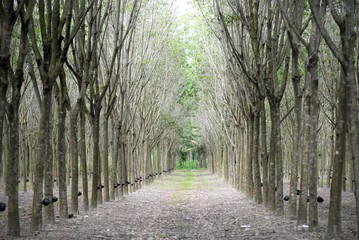 Rubber plantation. One of the main export products of Indonesia is natural rubber. Endless rows of rubber trees and perfectly maintained.