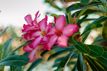 Closeup of Desert Rose, a tropical flower also known as Impala Lily, Mock Azalea, Pink adenium