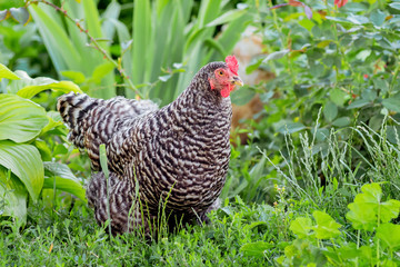 Pockmarked chicken plymutrok in the garden among the green vegetation_