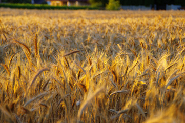 Golden grain field on sunset