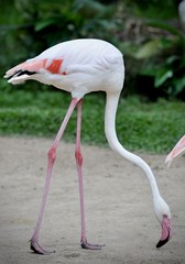 Portrait of Pink flamingo’s hade and water drop, flamingo have a beautiful coloring of feathers. Flamingo are graceful bird living in any zoo in the world.