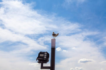 A gull resting in the harbor