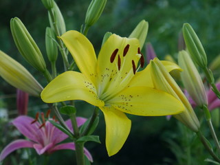 Fototapeta premium Yellow lily