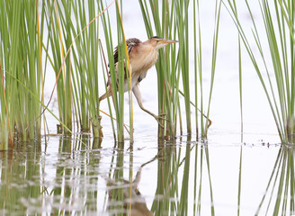Female little bittern with funny crooked legs stands on a branch of reed