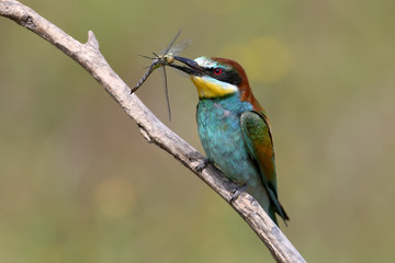 The European bee-eater sits on a branch and holds in his beak a large dragonfly