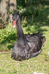 Schwarzer Schwan