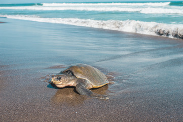 Giant turtle on the beach in Bali