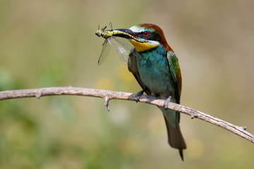 The European bee-eater sits on a branch and holds in his beak a large dragonfly