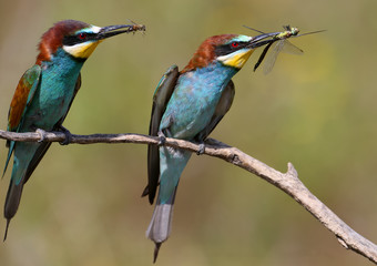 Two parents -  European bee-eater sits on a branch and holds in his beak a bee and a large dragonfly