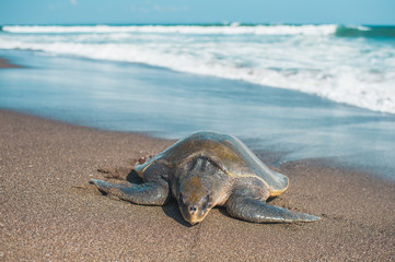 Giant turtle on the beach in Bali