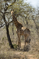 hlane giraffe with club leg