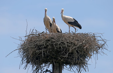 Three young white stork ready to fly out of the nest