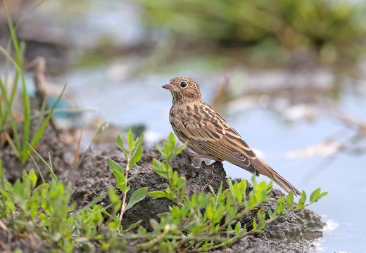 Young ortolan (Emberiza hortulana) or ortolan bunting sits on the ground near the watering point