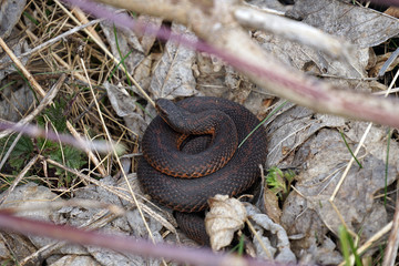 viper