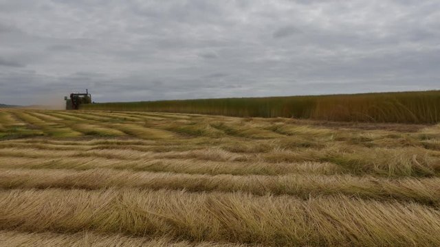 moisson des champs de lin