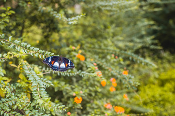 Beautiful dark and white butterfly on a yellow leaf