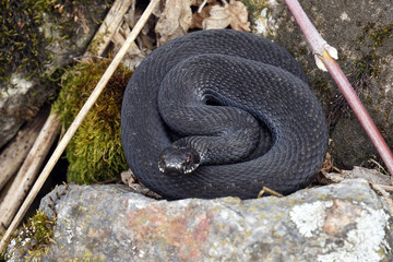 viper